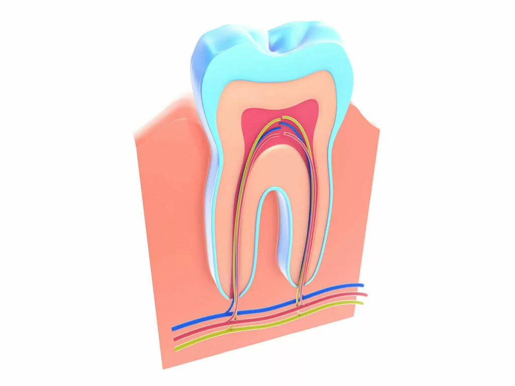 cross section of a tooth